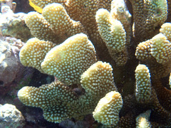 Pocillopora grandis