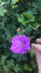 Geranium sanguineum