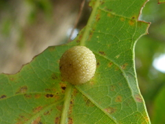 Acraspis pezomachoides