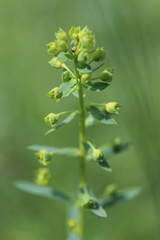 Euphorbia esula