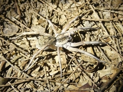 Pavocosa