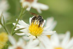 Lasioglossum coriaceum