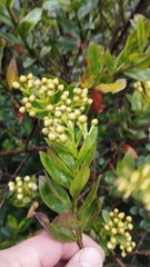 Baccharis prunifolia