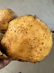 Pholiota adiposa