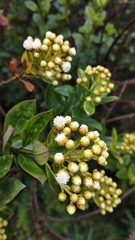 Baccharis prunifolia