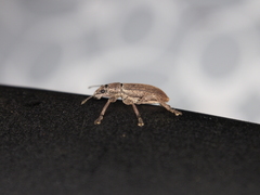 Brachyderes incanus