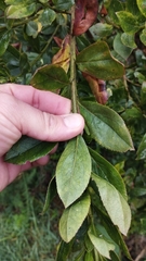 Baccharis prunifolia