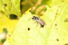 Lasioglossum