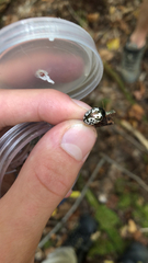 Calligrapha confluens