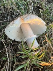 Leucoagaricus barssii
