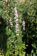 Consolida orientalis