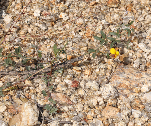 Acmispon argyraeus var. multicaulis
