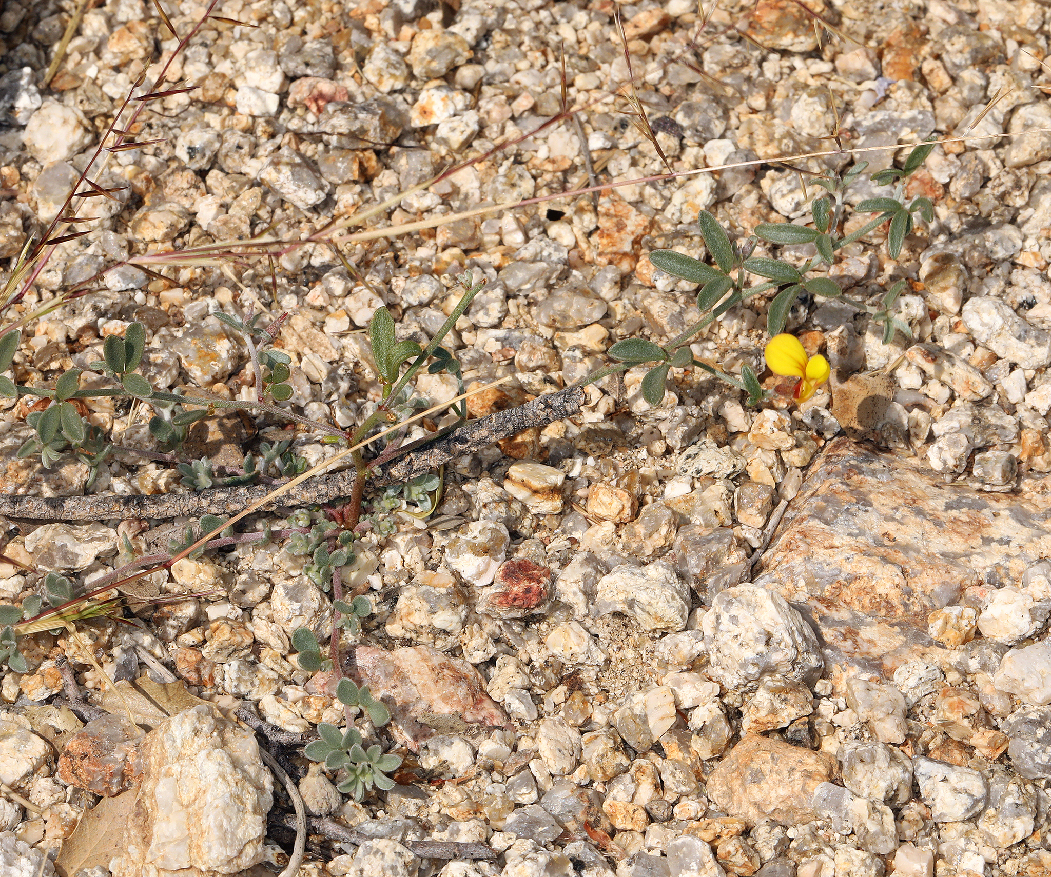 Acmispon argyraeus var. multicaulis