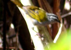 Arremonops conirostris