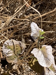 Aristolochia californica