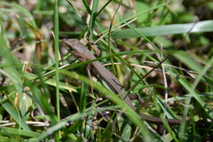 Takydromus tachydromoides