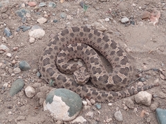 Bothrops ammodytoides