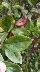 Baccharis prunifolia