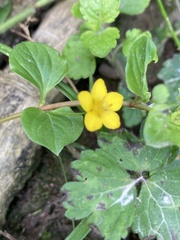 Lysimachia nemorum