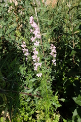 Consolida orientalis