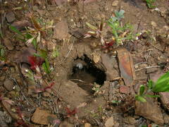 Steatoda albomaculata