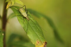 Oecanthus nigricornis