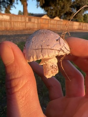 Leucoagaricus barssii