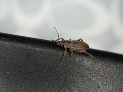 Brachyderes incanus