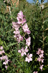 Consolida orientalis