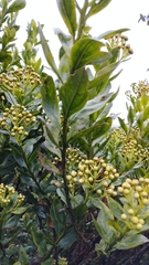 Baccharis prunifolia