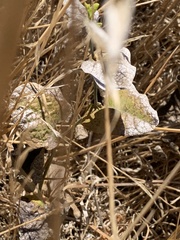 Aristolochia californica