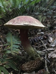 Boletus smithii