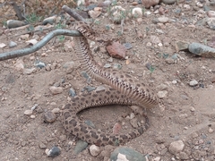 Bothrops ammodytoides