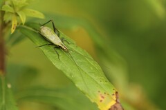 Oecanthus nigricornis