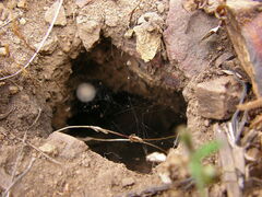 Steatoda albomaculata