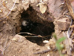 Steatoda albomaculata