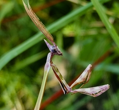 Empusa fasciata
