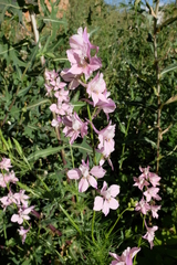 Consolida orientalis