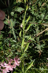 Consolida orientalis