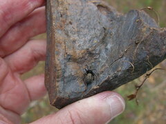 Steatoda albomaculata