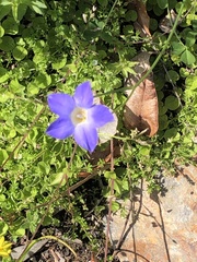 Wahlenbergia stricta