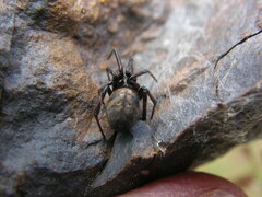 Steatoda albomaculata