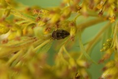 Lepyronia coleoptrata