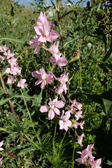 Consolida orientalis