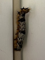 Phyllodesma americana