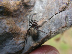 Steatoda albomaculata