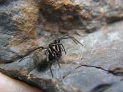 Steatoda albomaculata
