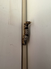 Phyllodesma americana