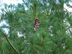 Pinus strobus
