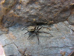 Steatoda albomaculata